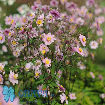 Anemone hupehensis Serenade (XXL) | Jaunstādi | Onava.lv