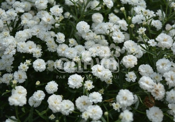 Achillea ptarmica Marshmallow