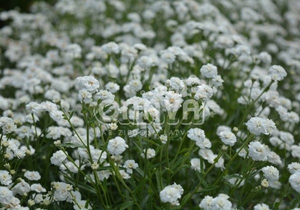 Achillea ptarmica Marshmallow