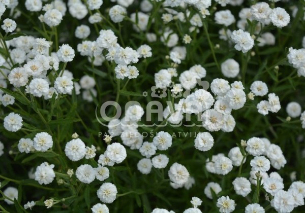 Achillea ptarmica Marshmallow