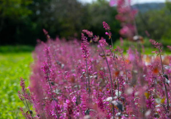 Agastache cana Zuni