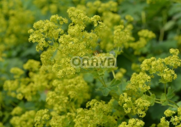 Alchemilla mollis Thriller