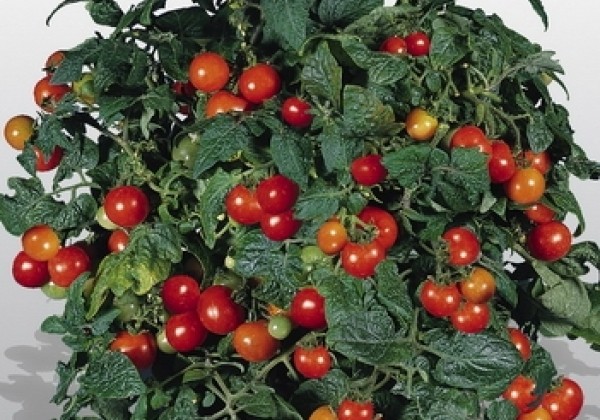 Lycopersicon lycopersicum Tomato Gardener`s Delight