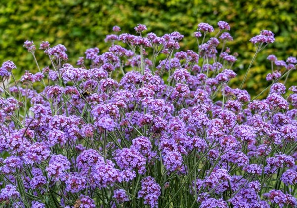Verbena bonariensis Flair
