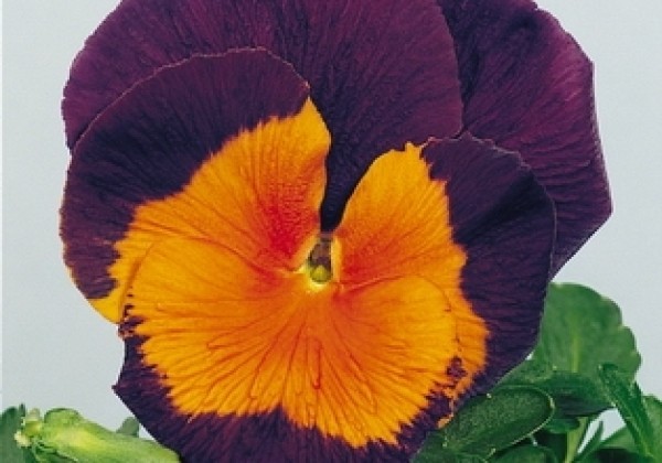 Viola wittrockiana Joker Jolly Joker