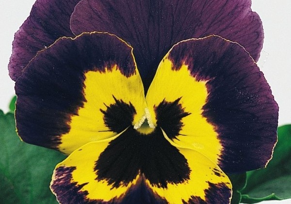 Viola wittrockiana Joker Violet & Gold