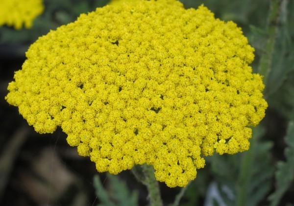 Achillea filipendulina Summer Gold (XXL)