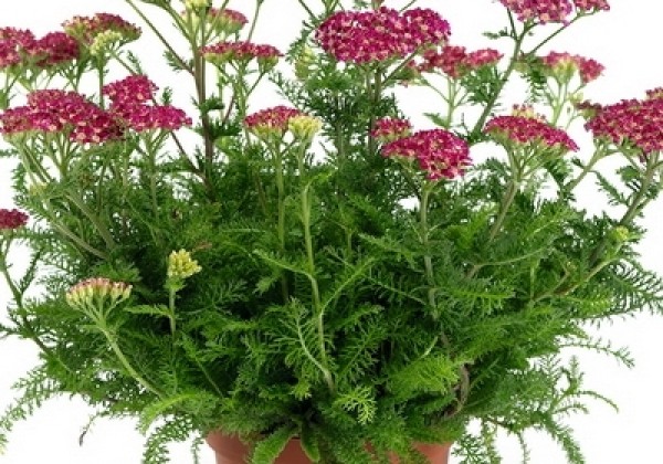 Achillea millefolium Desert Eve Deep Rose