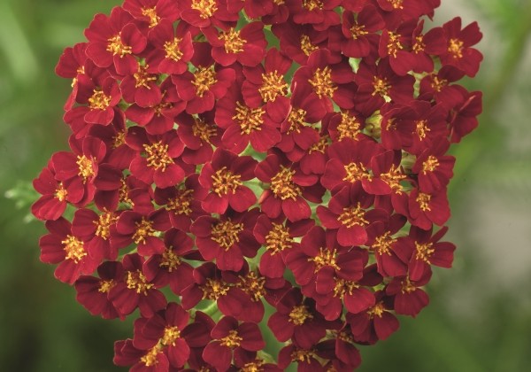 Achillea millefolium Desert Eve Red