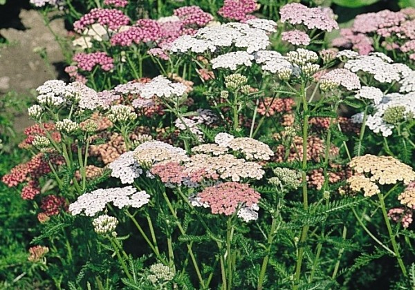 Achillea millefolium Colorado