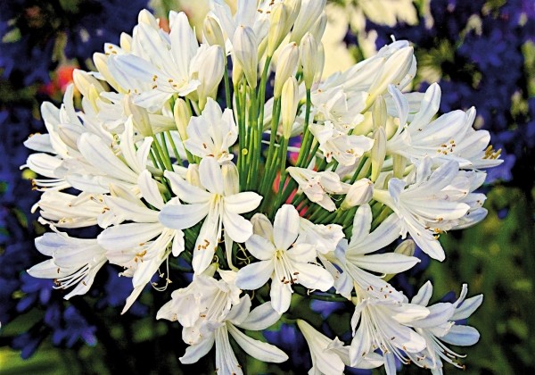 Agapanthus africanus Best in Show (XXL)