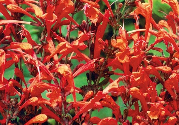 Agastache aurantiaca Apricot Sprite