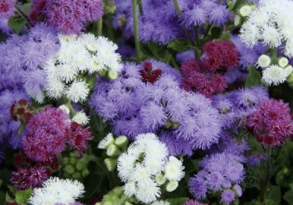 Ageratum houstonianum Marina Mix