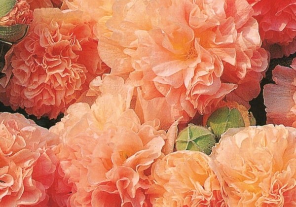 Alcea rosea Chaters Apricot