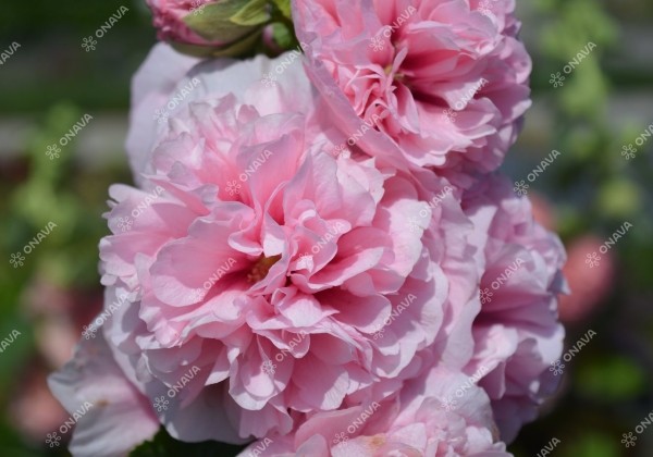 Alcea rosea Chaters Pink