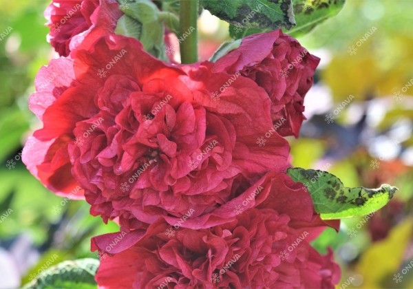 Alcea rosea Chaters Scarlet