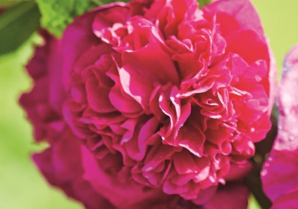 Alcea rosea Chaters Violet