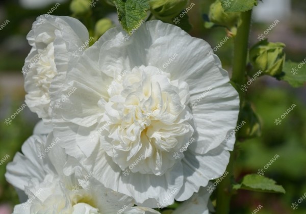 Alcea rosea Chaters White