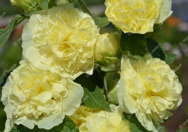 Alcea rosea Chaters Yellow