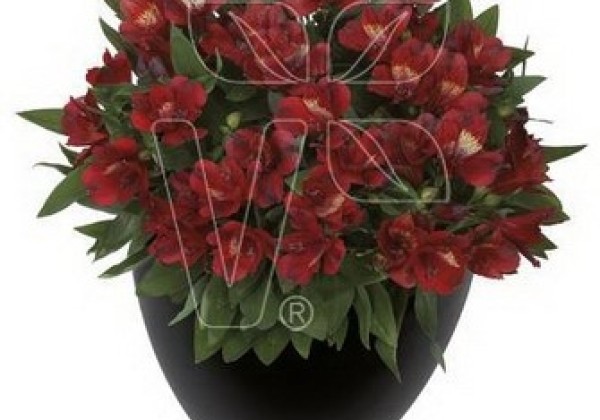 Alstroemeria hybrida Inticancha Doba (XXL)