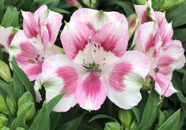 Alstroemeria hybrida Inticancha Hula (XXL)