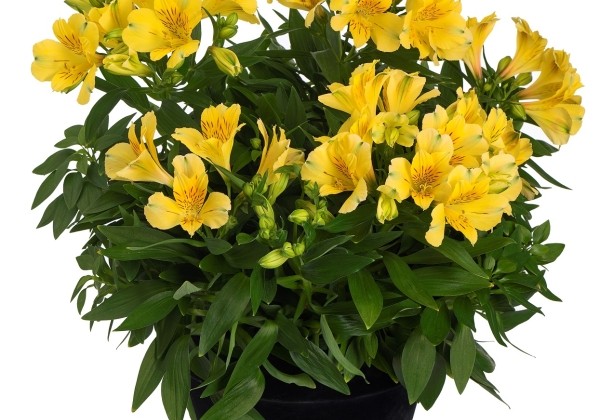 Alstroemeria hybrida Inticancha Havana (XXL)