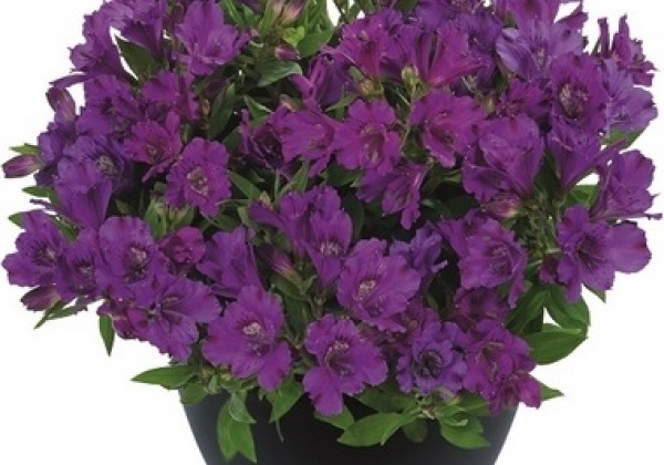 Alstroemeria hybrida Inticancha Indigo (XXL)