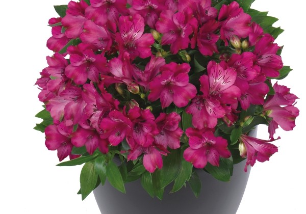 Alstroemeria hybrida Inticancha Machu (XXL)