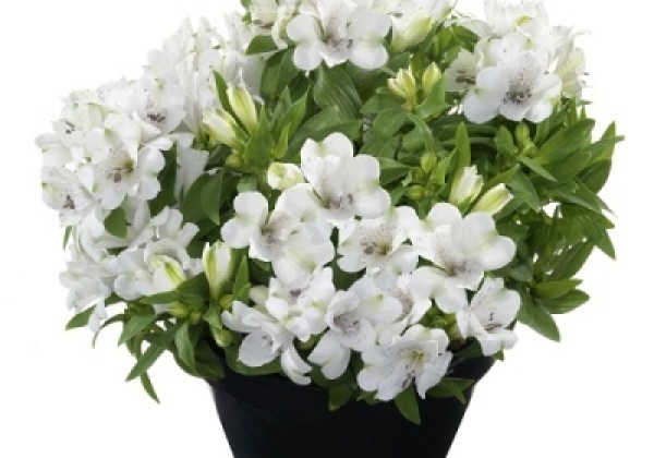 Alstroemeria hybrida Inticancha Magic White (XXL)