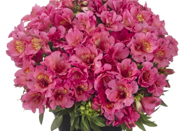Alstroemeria hybrida Inticancha Malaga