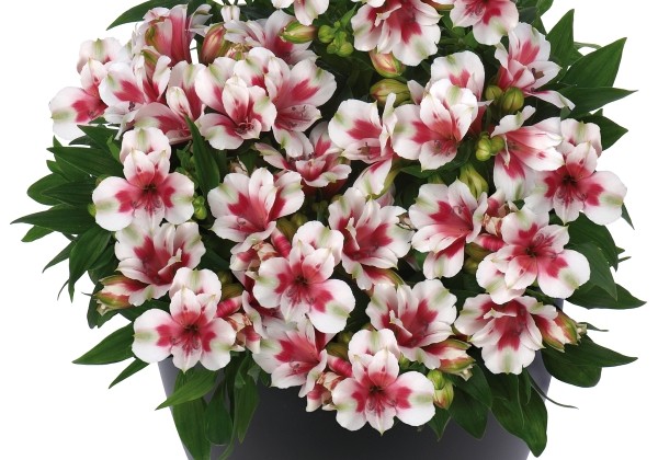 Alstroemeria hybrida Inticancha Maya (XXL)