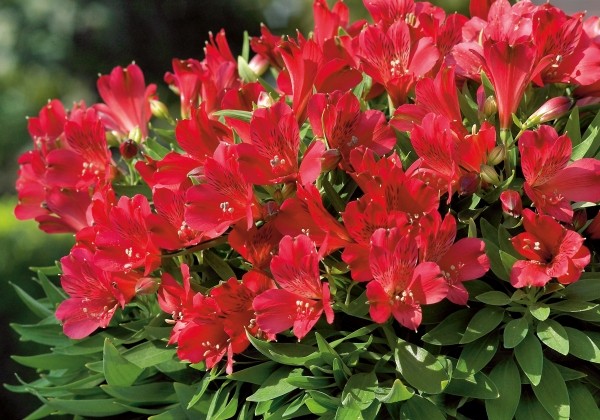 Alstroemeria hybrida Inticancha Red (XXL)
