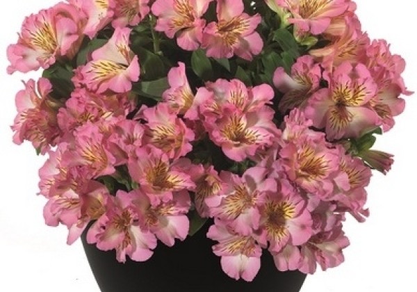 Alstroemeria hybrida Inticancha Sunshine (XXL)