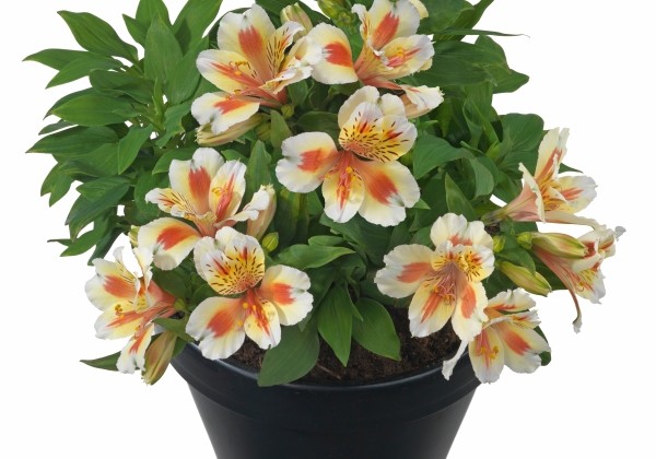Alstroemeria hybrida Inticancha Sunset (XXL)