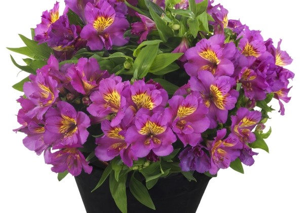 Alstroemeria hybrida Inticancha Sunstar (XXL)