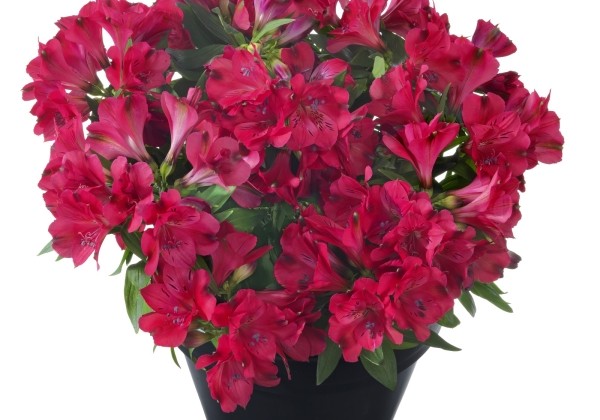 Alstroemeria hybrida Inticancha Valletta (XXL)
