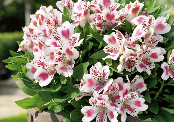 Alstroemeria hybrida Inticancha White Pink Blush (XXL)