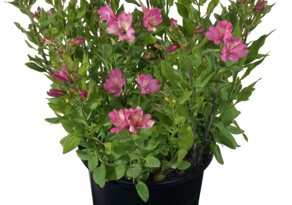Alstroemeria hybrida Summer Paradise Summer Saint (XXL)