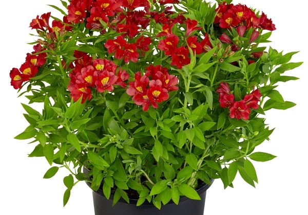 Alstroemeria hybrida Summer Paradise Summer Pepper (XXL)