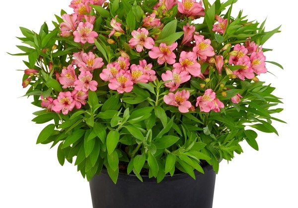 Alstroemeria hybrida Summer Paradise Summer Rose (XXL)
