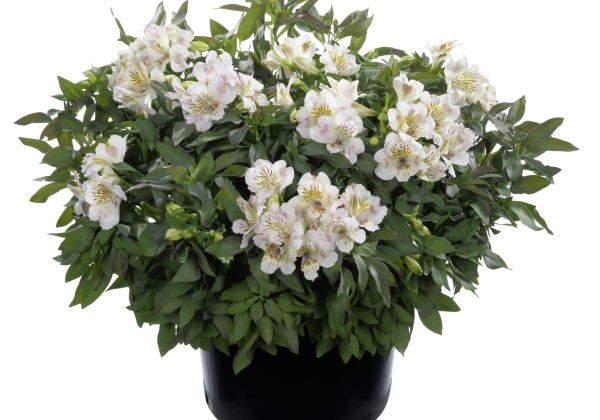 Alstroemeria hybrida Summer Paradise Times Valley (XXL)