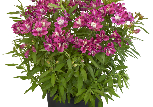 Alstroemeria hybrida Summer Paradise Summer Chic (XXL)