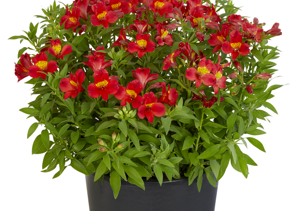 Alstroemeria hybrida Summer Paradise Summer Heat (XXL)