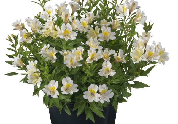 Alstroemeria hybrida Summer Paradise Summer Sky (XXL)