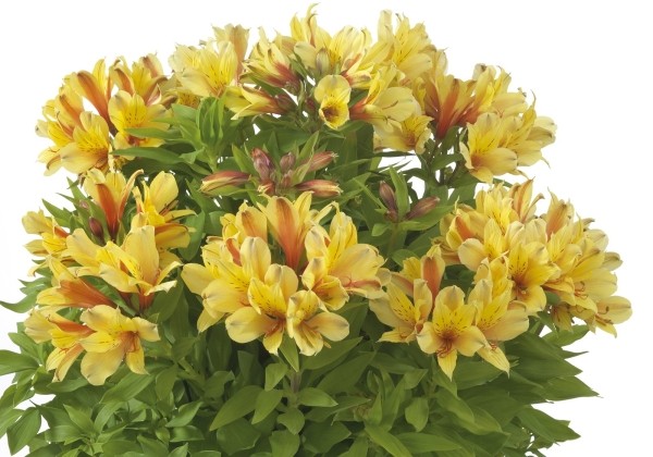 Alstroemeria hybrida Summer Paradise Spring Valley (XXL)