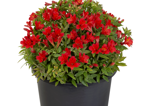Alstroemeria hybrida Summer Paradise Wild Valley (XXL)