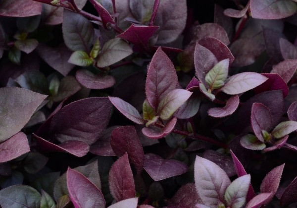 Alternanthera brasiliana Purple Prince