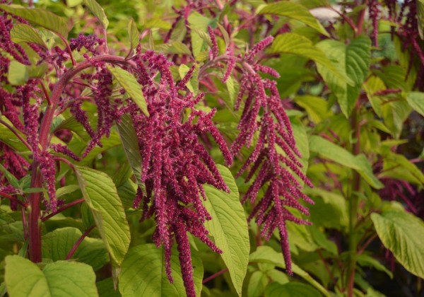 Amaranthus caudatus Rotschwanz