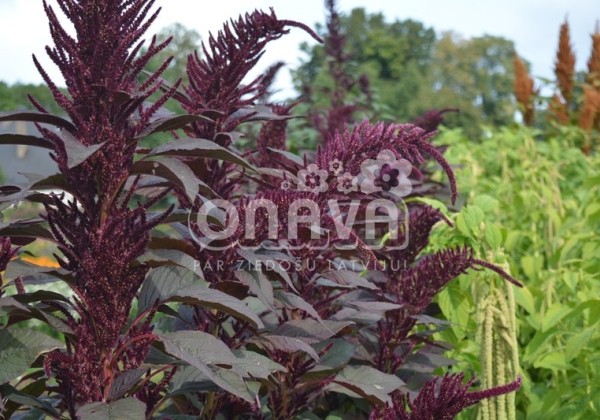 Amaranthus cruentus Oeschberg