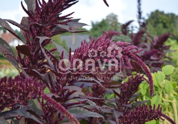 Amaranthus cruentus Oeschberg